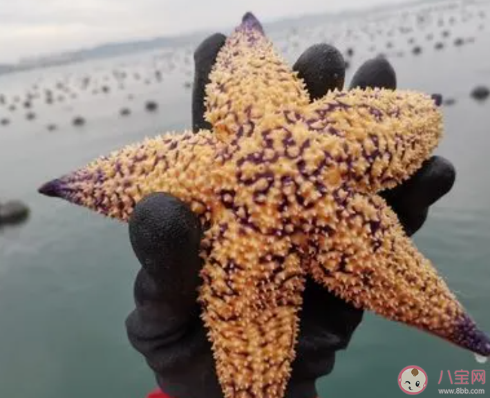 以下哪組海洋動物被稱為刺頭三兄弟 神奇海洋12月14日答案