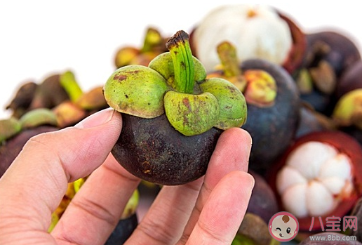 莽吉柿指的是哪種水果 螞蟻莊園12月16日答案