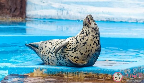 在海洋哺乳動物中唯一能在我國海域自然繁殖的鰭足類是 神奇海洋12月16日答案 在海洋哺乳動物中唯一能在我國海域自然繁殖的鰭足類是 神奇海洋12月16日答案