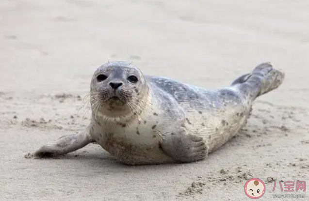 在海洋哺乳動物中唯一能在我國海域自然繁殖的鰭足類是 神奇海洋12月16日答案 在海洋哺乳動物中唯一能在我國海域自然繁殖的鰭足類是 神奇海洋12月16日答案
