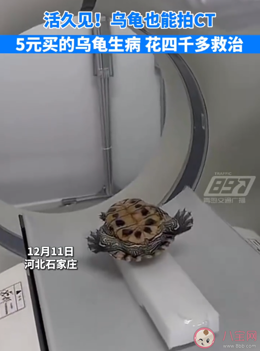 5元的小烏龜生病住院花費4000多元 烏龜也會生病嗎