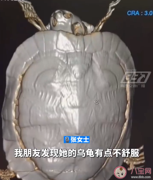 5元的小烏龜生病住院花費4000多元 烏龜也會生病嗎