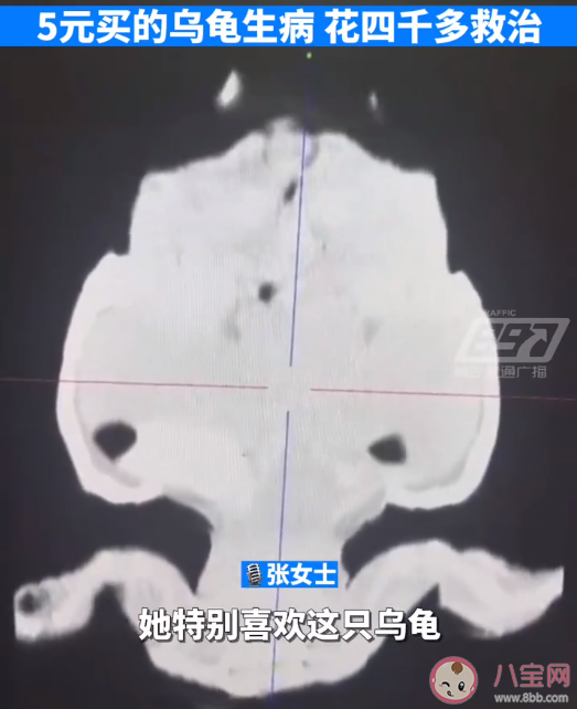 5元的小烏龜生病住院花費4000多元 烏龜也會生病嗎