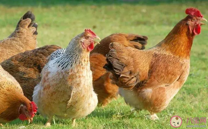 為什么沒有雞絨羽絨服 雞絨能用來做什么 為什么沒有雞絨羽絨服 雞絨能用來做什么