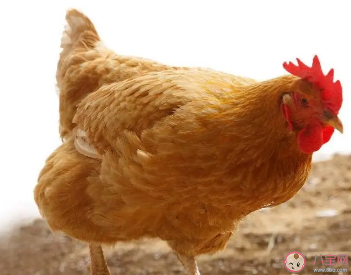 為什么沒有雞絨羽絨服 雞絨能用來做什么 為什么沒有雞絨羽絨服 雞絨能用來做什么