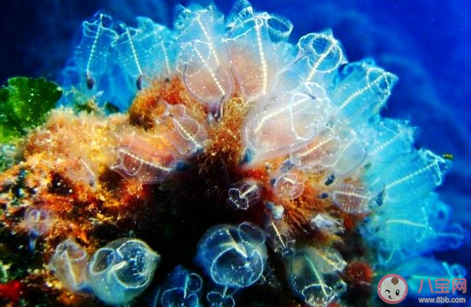 猜一猜海鞘是海洋中的植物還是動(dòng)物 神奇海洋12月18日答案 猜一猜海鞘是海洋中的植物還是動(dòng)物 神奇海洋12月18日答案