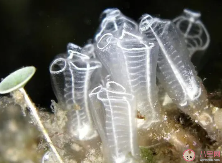 猜一猜海鞘是海洋中的植物還是動(dòng)物 神奇海洋12月18日答案 猜一猜海鞘是海洋中的植物還是動(dòng)物 神奇海洋12月18日答案