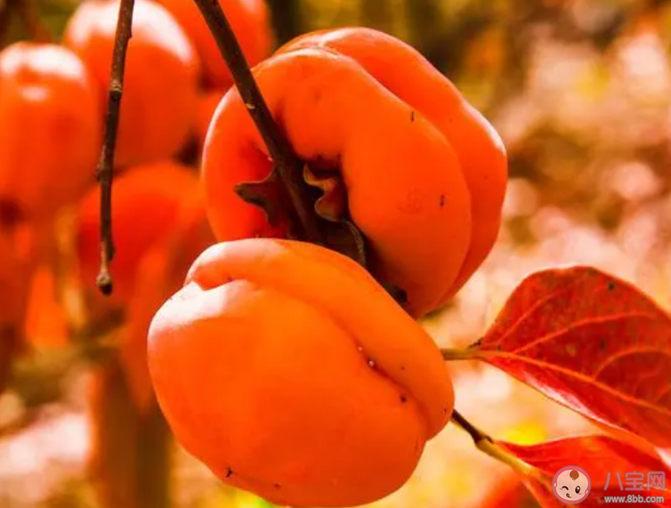 以下哪種水果有鐵桿莊稼之稱 螞蟻莊園12月19日答案 以下哪種水果有鐵桿莊稼之稱 螞蟻莊園12月19日答案