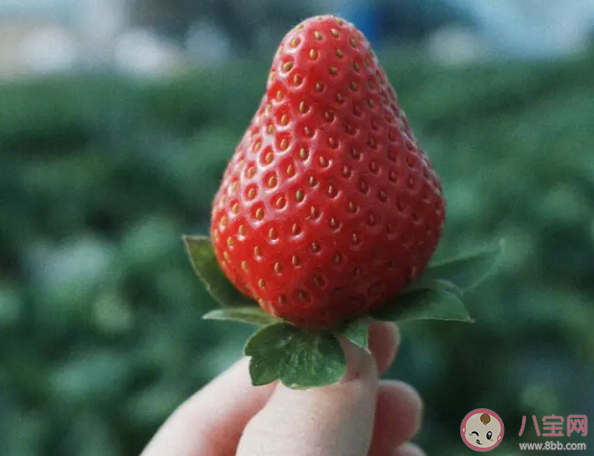 草莓價格大跳水是怎么回事 這個冬天你實現草莓自由了嗎 草莓價格大跳水是怎么回事 這個冬天你實現草莓自由了嗎
