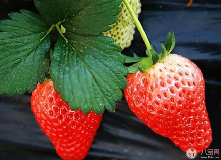 明年二三月草莓價格或達低點是真的嗎 草莓價格受到哪些因素影響