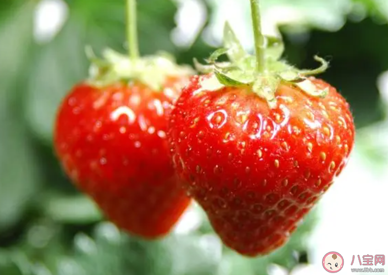 明年二三月草莓價格或達低點是真的嗎 草莓價格受到哪些因素影響
