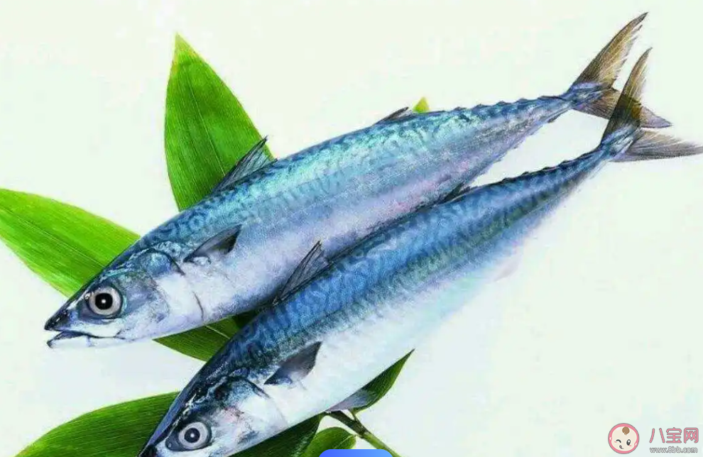 人們常說的鲅魚是哪種魚的俗稱 神奇海洋12月20日答案