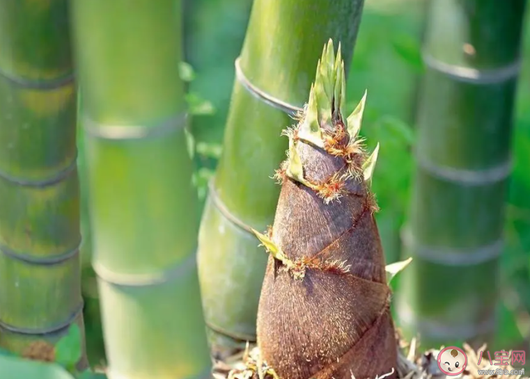 以下哪種蔬菜原產(chǎn)于中國 螞蟻莊園12月21日答案