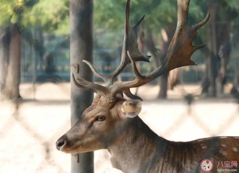 冬至前后以下哪種動物的角會出現自然脫落的現象 螞蟻莊園12月22日答案