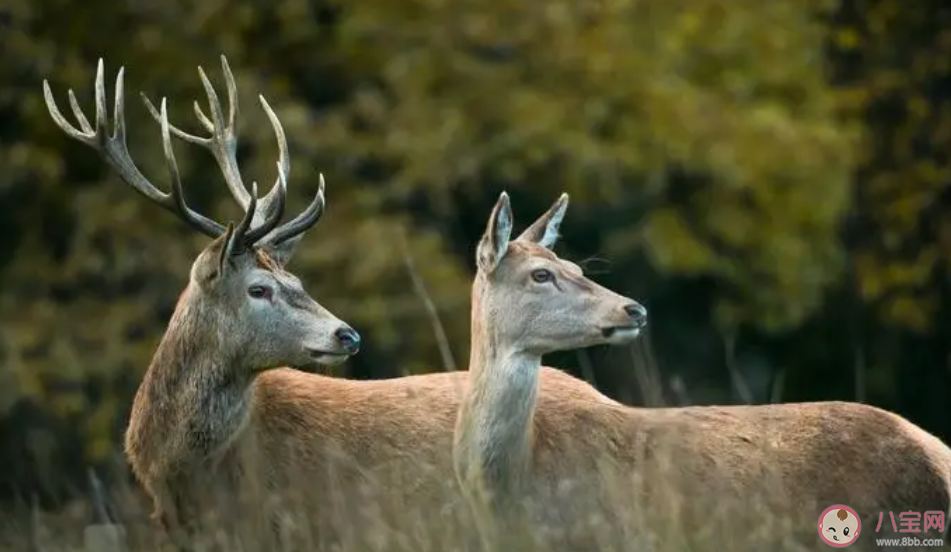 冬至前后以下哪種動物的角會出現自然脫落的現象 螞蟻莊園12月22日答案