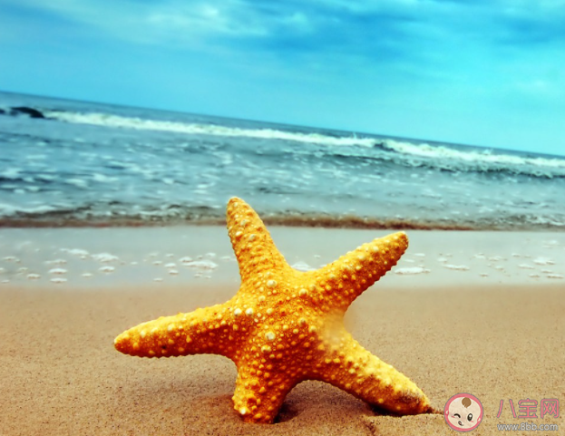 以下關(guān)于海星的說(shuō)法正確的是哪個(gè) 神奇海洋12月22日答案 以下關(guān)于海星的說(shuō)法正確的是哪個(gè) 神奇海洋12月22日答案