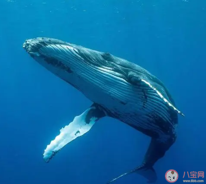 以下哪種海洋動物喜歡躍出海面 神奇海洋12月25日答案