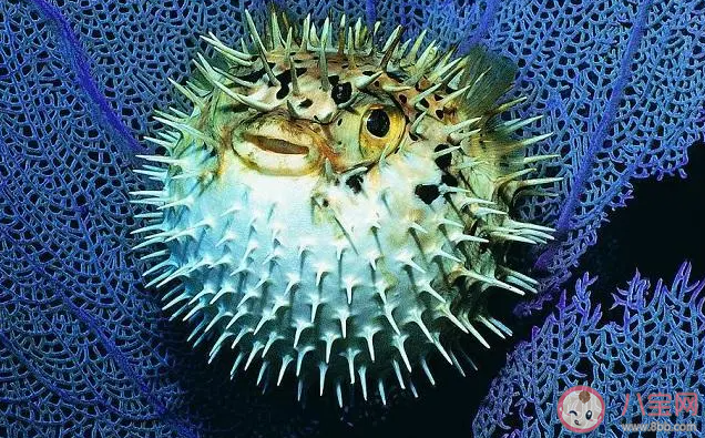 刺鲀渾身的刺由什么演變而成 神奇海洋12月26日答案