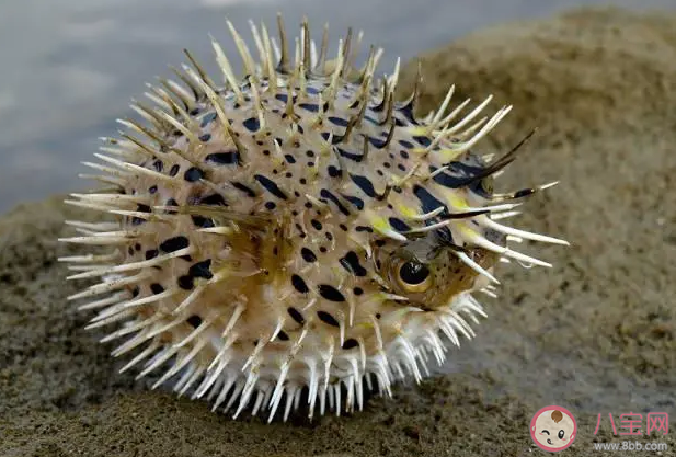 刺鲀渾身的刺由什么演變而成 神奇海洋12月26日答案