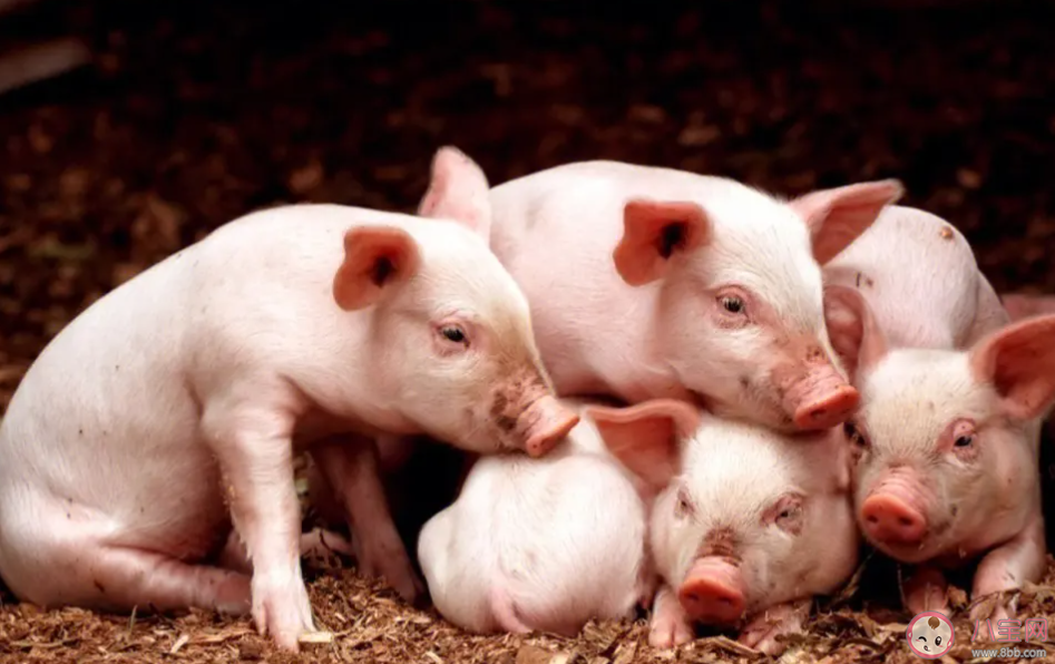 漢字家的含義與以下哪種動物緊密相關(guān) 螞蟻莊園12月27日答案介紹 漢字家的含義與以下哪種動物緊密相關(guān) 螞蟻莊園12月27日答案介紹