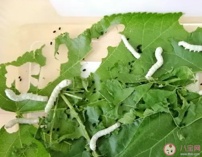 世界上最早養蠶和制造絲綢的國家是哪個 螞蟻莊園12月27日答案 世界上最早養蠶和制造絲綢的國家是哪個 螞蟻莊園12月27日答案