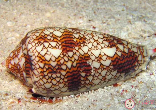 雞心螺是哪種海螺的別稱 神奇海洋12月27日答案 雞心螺是哪種海螺的別稱 神奇海洋12月27日答案