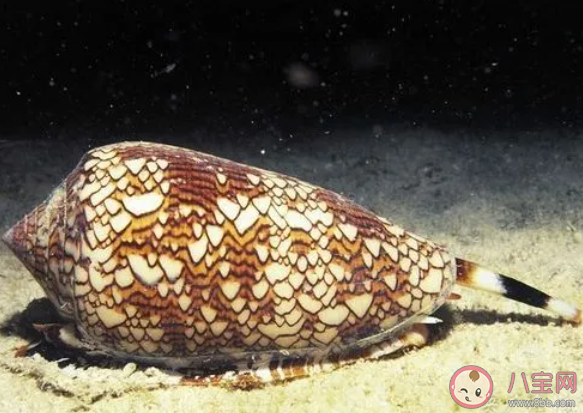 雞心螺是哪種海螺的別稱 神奇海洋12月27日答案 雞心螺是哪種海螺的別稱 神奇海洋12月27日答案