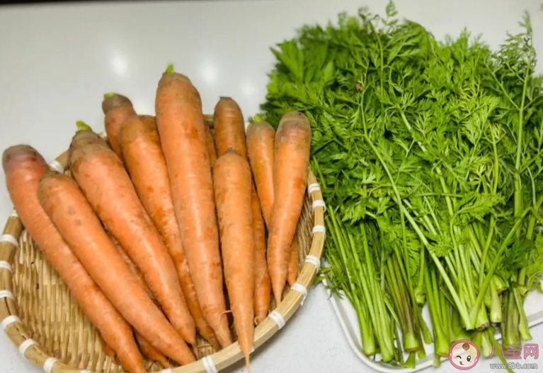 猜猜以下哪個是胡蘿卜的親戚 螞蟻莊園12月28日答案 猜猜以下哪個是胡蘿卜的親戚 螞蟻莊園12月28日答案