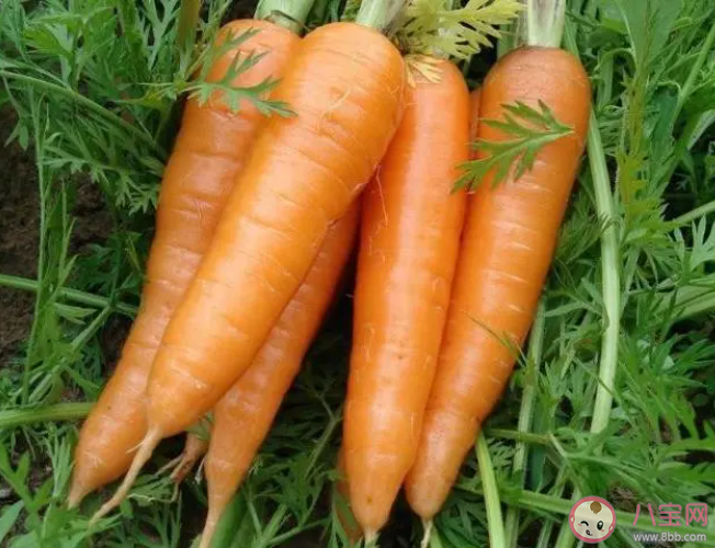 猜猜以下哪個是胡蘿卜的親戚 螞蟻莊園12月28日答案 猜猜以下哪個是胡蘿卜的親戚 螞蟻莊園12月28日答案