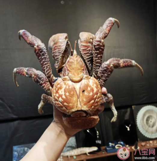 椰子蟹能長期在陸地上生活嗎 神奇海洋12月28日答案