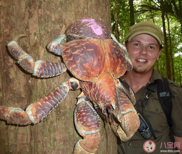 椰子蟹能長期在陸地上生活嗎 神奇海洋12月28日答案