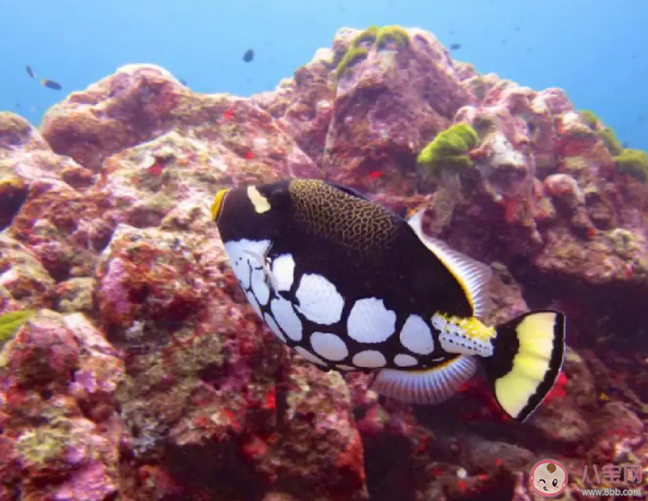 炮彈魚因為什么得名 神奇海洋12月29日答案