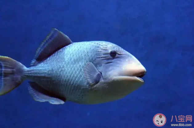 炮彈魚因為什么得名 神奇海洋12月29日答案