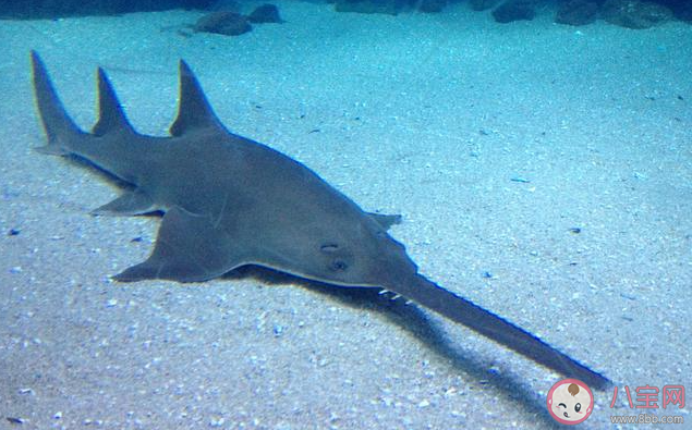 鋸鰩之所以得名猜猜是為什么 神奇海洋1月2日答案 鋸鰩之所以得名猜猜是為什么 神奇海洋1月2日答案