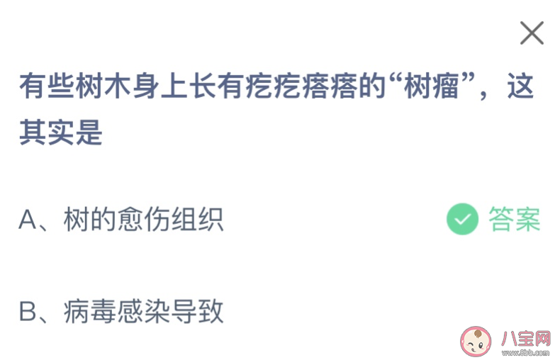 有些樹木身上長有疙疙瘩瘩的樹瘤這其實是什么 螞蟻莊園1月3日答案 有些樹木身上長有疙疙瘩瘩的樹瘤這其實是什么 螞蟻莊園1月3日答案