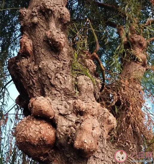 有些樹木身上長有疙疙瘩瘩的樹瘤這其實是什么 螞蟻莊園1月3日答案 有些樹木身上長有疙疙瘩瘩的樹瘤這其實是什么 螞蟻莊園1月3日答案