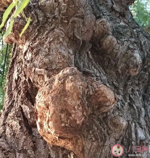 有些樹木身上長有疙疙瘩瘩的樹瘤這其實是什么 螞蟻莊園1月3日答案 有些樹木身上長有疙疙瘩瘩的樹瘤這其實是什么 螞蟻莊園1月3日答案