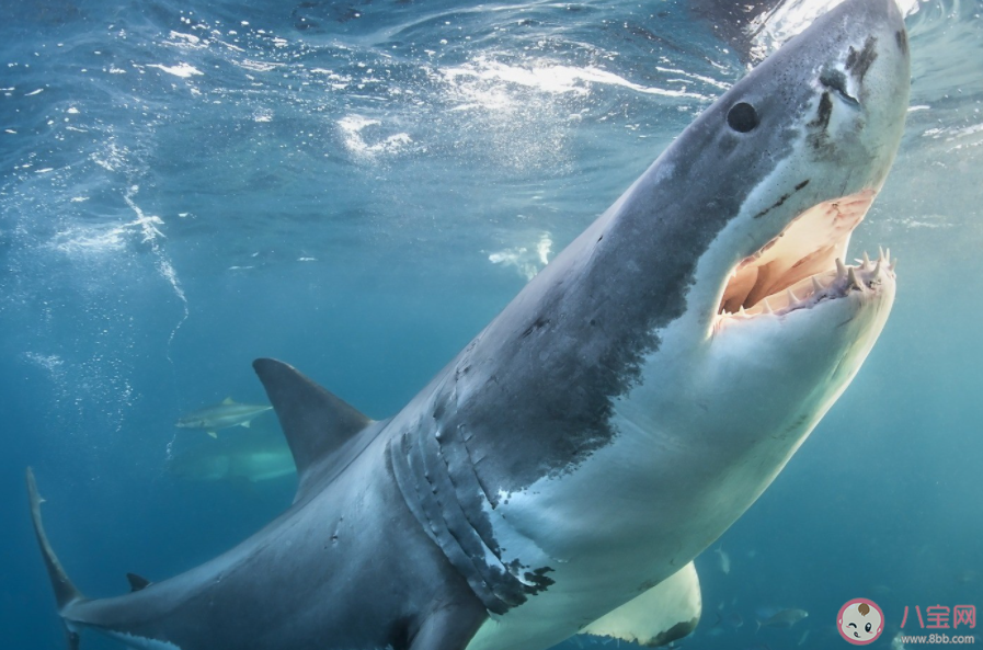 體表看似光滑的鯊魚也有鱗片嗎 神奇海洋1月3日答案