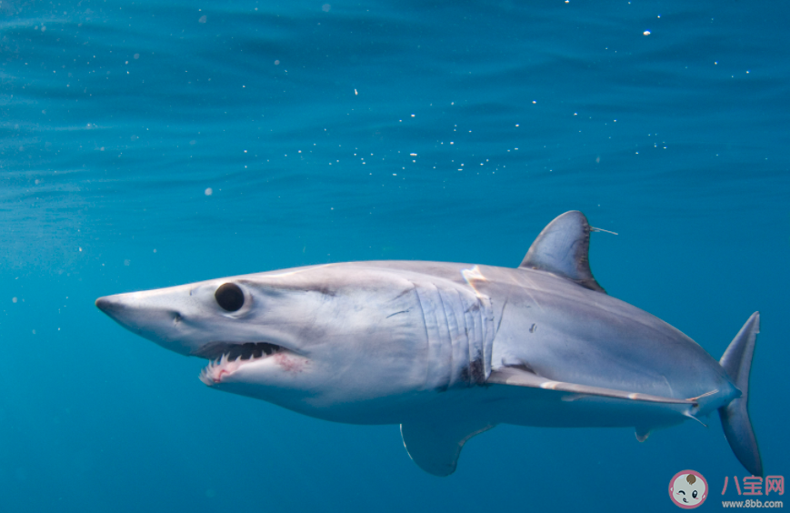 體表看似光滑的鯊魚也有鱗片嗎 神奇海洋1月3日答案