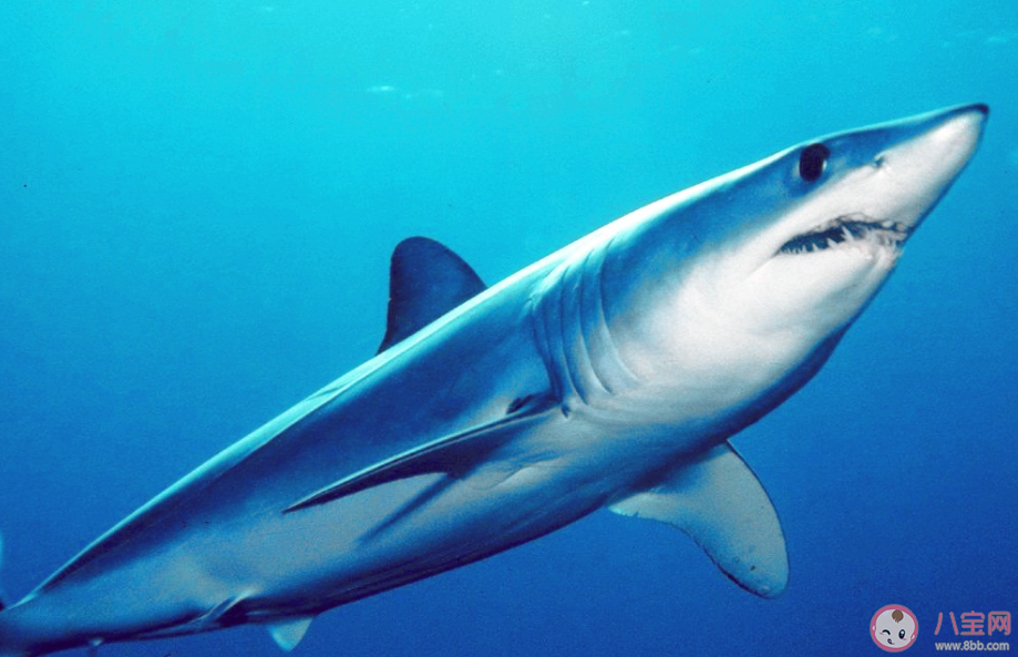 體表看似光滑的鯊魚也有鱗片嗎 神奇海洋1月3日答案