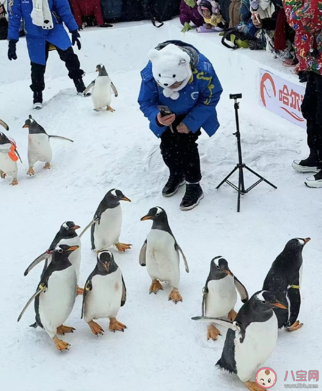 爆火的為何是哈爾濱不是東北其他城市 哈爾濱為什么火了