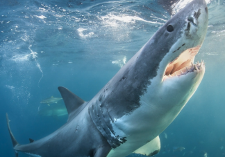 體表看似光滑的鯊魚也有鱗片嗎 神奇海洋1月3日答案