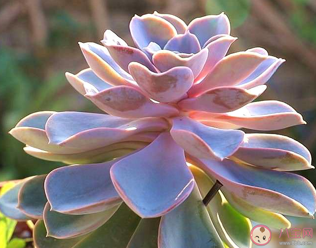 哪個職業(yè)可以提供專業(yè)的多肉植物養(yǎng)護服務 螞蟻新村1月4日答案介紹 哪個職業(yè)可以提供專業(yè)的多肉植物養(yǎng)護服務 螞蟻新村1月4日答案介紹