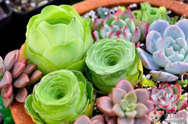 哪個職業(yè)可以提供專業(yè)的多肉植物養(yǎng)護服務 螞蟻新村1月4日答案介紹 哪個職業(yè)可以提供專業(yè)的多肉植物養(yǎng)護服務 螞蟻新村1月4日答案介紹