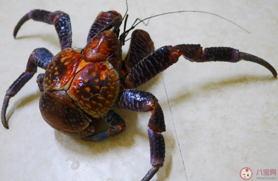 椰子蟹在哪個階段可能會寄居在椰子殼中 神奇海洋1月4日答案