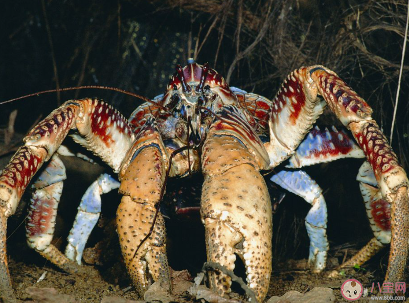 椰子蟹在哪個階段可能會寄居在椰子殼中 神奇海洋1月4日答案