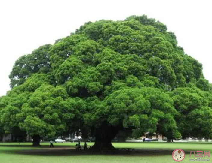 以下哪種植物有獨木成林的本領 螞蟻莊園1月5日答案 以下哪種植物有獨木成林的本領 螞蟻莊園1月5日答案