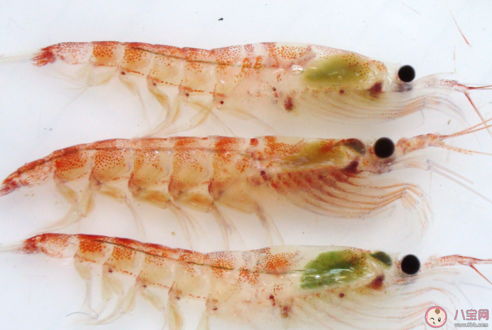 以下哪一項是南極生態系統的關鍵物種 神奇海洋1月5日答案