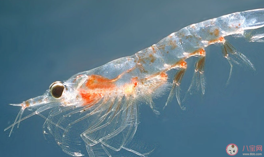 以下哪一項是南極生態系統的關鍵物種 神奇海洋1月5日答案