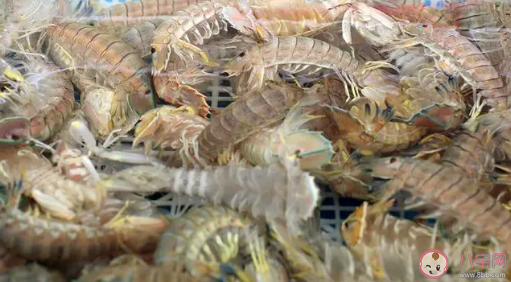 人們常說的皮皮蝦是以下哪種海洋動物 神奇海洋1月6日答案